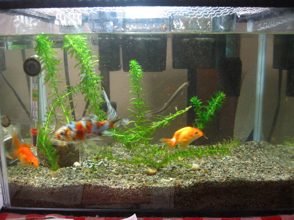 ザリガニの飼育記録 シーズン２