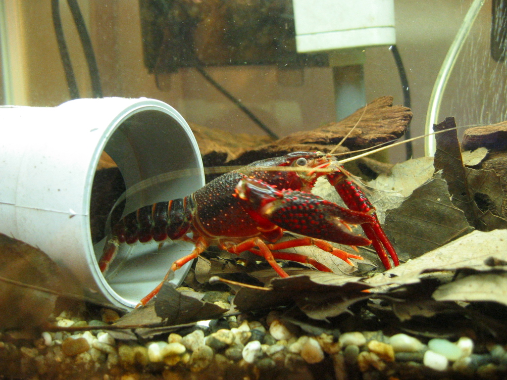 孵化間近のザリ6号と同居人たち ザリガニの飼育記録 シーズン２
