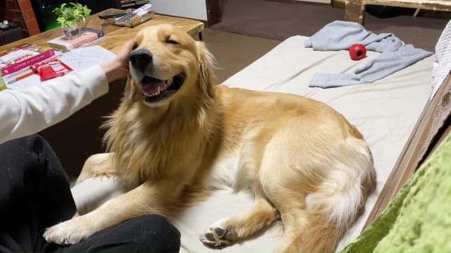 撫でられるのが大好きな犬 飼い主が撫でるのをやめた時の反応が可愛い おったまげネット