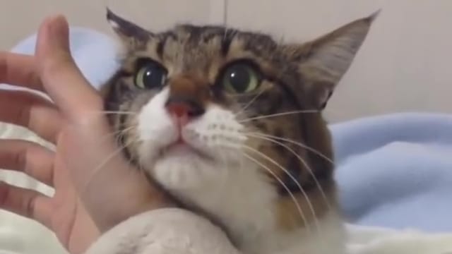 石 前に 北極圏 猫 の 手 可愛 すぎる Jfkairporthotels Net