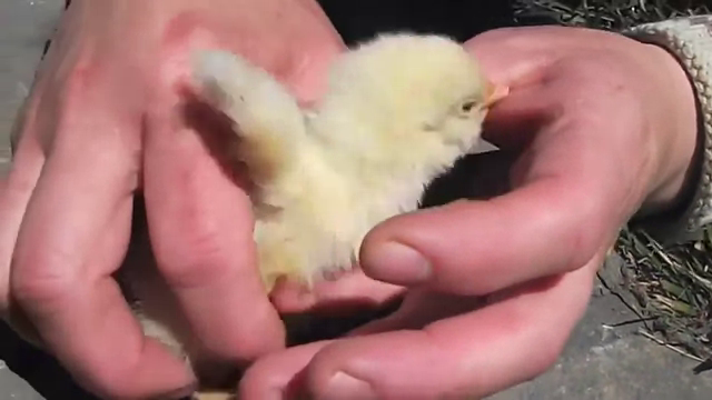 ひよこ やめろ 放しやがれ あれ なんだか 気持ちいいぞ Zzz おったまげネット