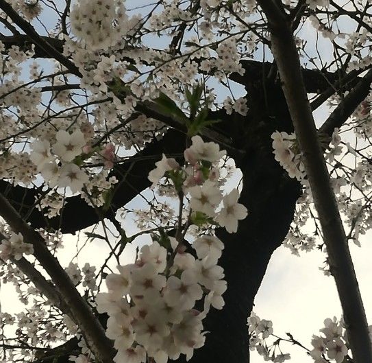 UBER EATS配送員の月収公開3(2018年3月決算レポート) : ランド