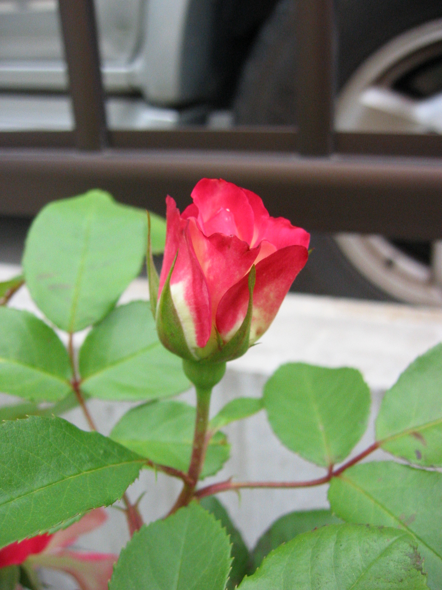 バラの開花 花咲く小庭