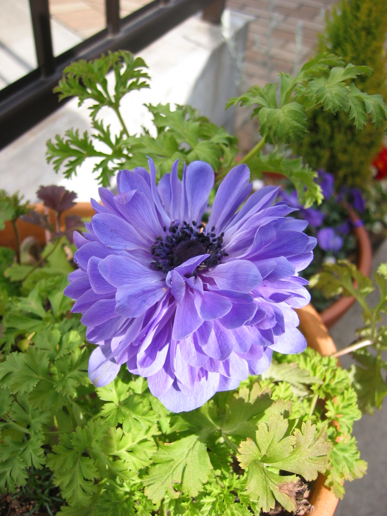 アネモネ ズ 花咲く小庭