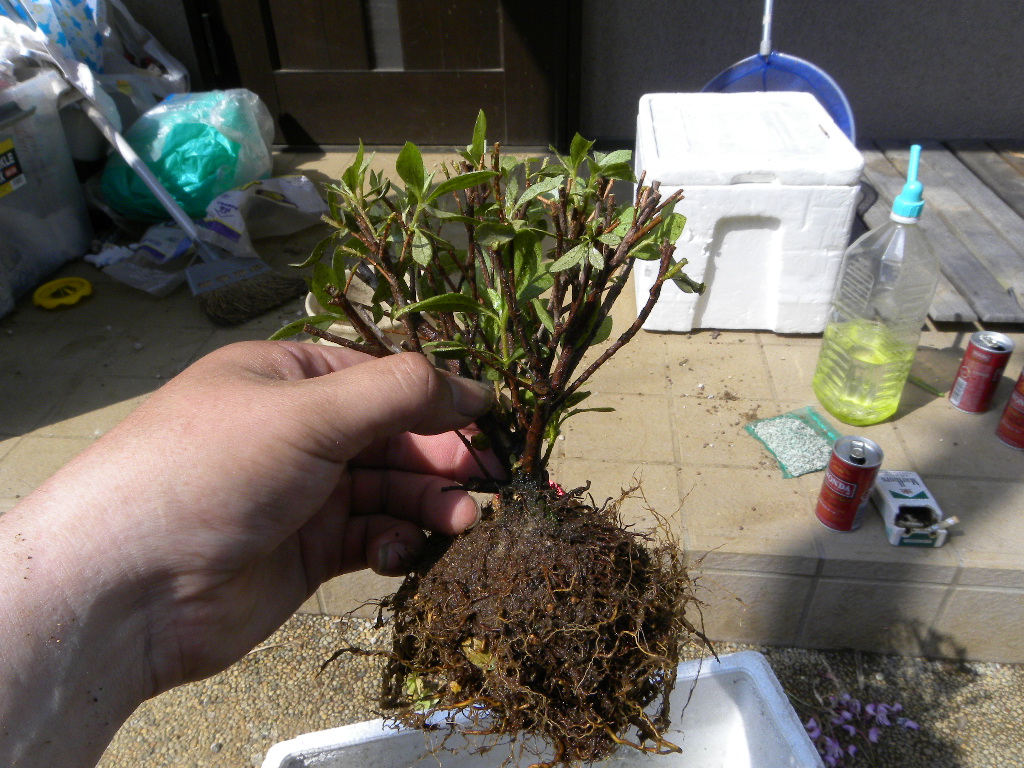 アザレアも 花咲く小庭