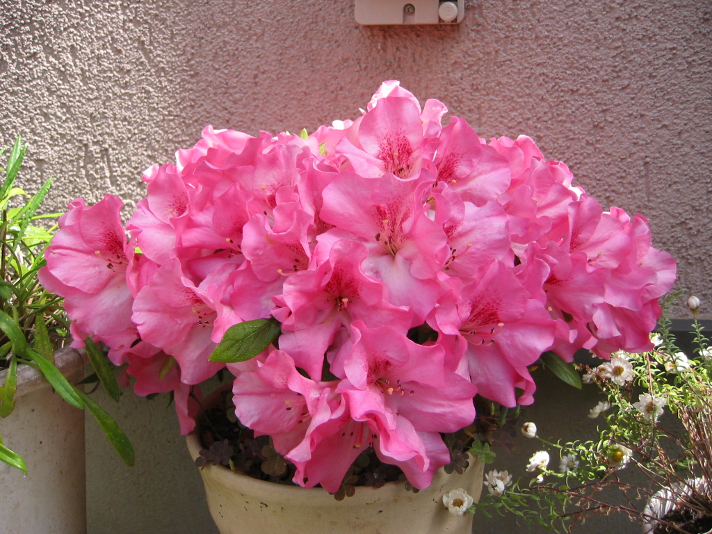 アザレアとか初diyとか 花咲く小庭