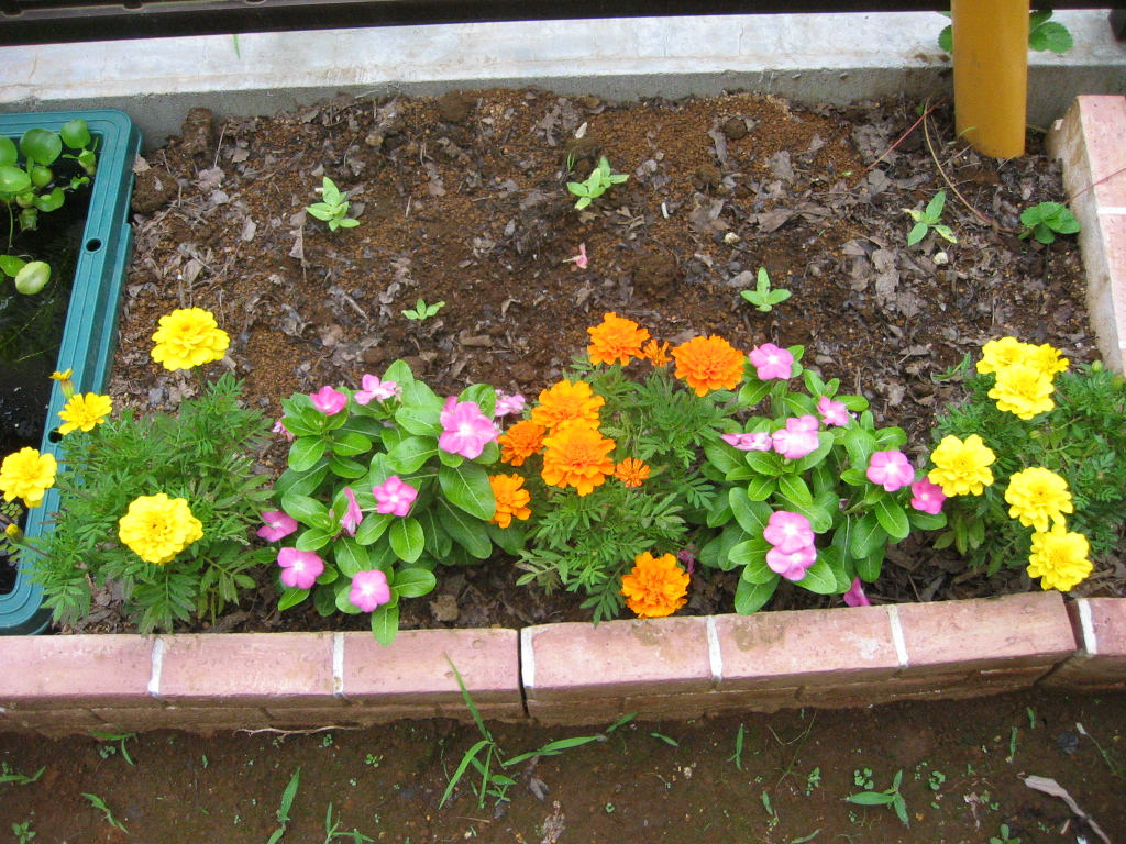 朝イチde花壇 花咲く小庭