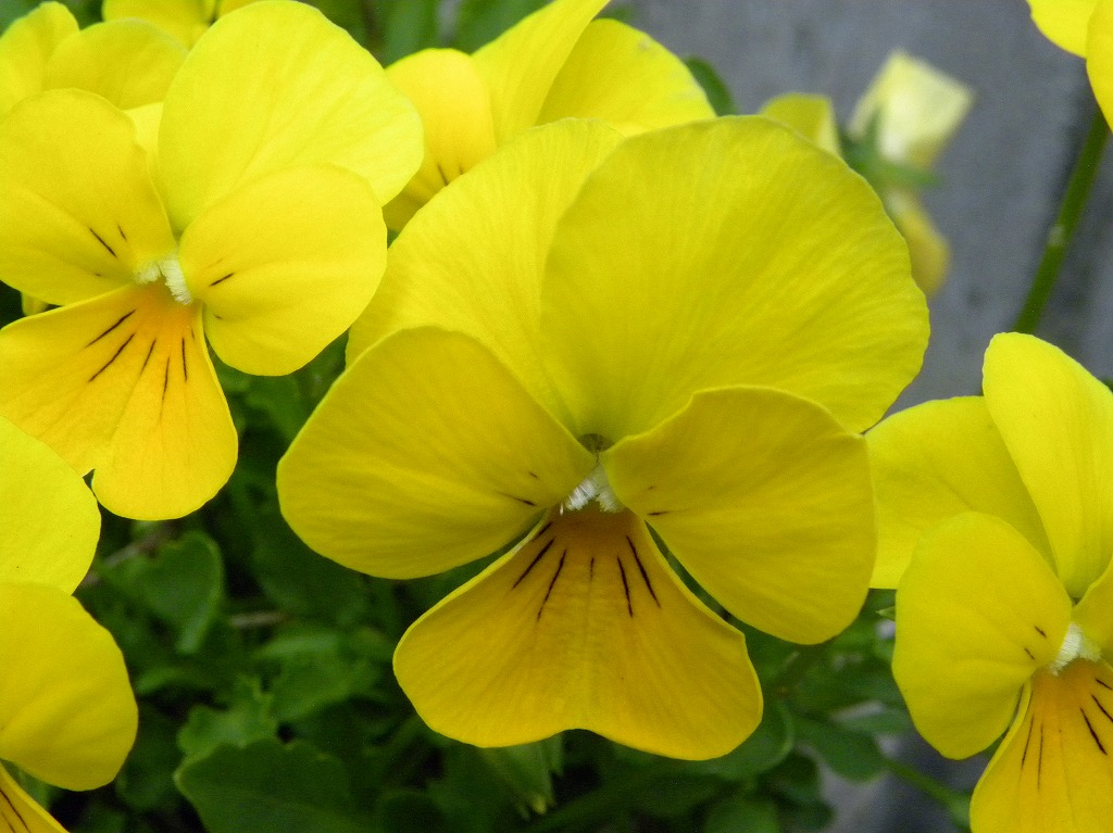 挿し芽のビオラとか 花咲く小庭 挿し芽のビオラとか 花咲く小庭
