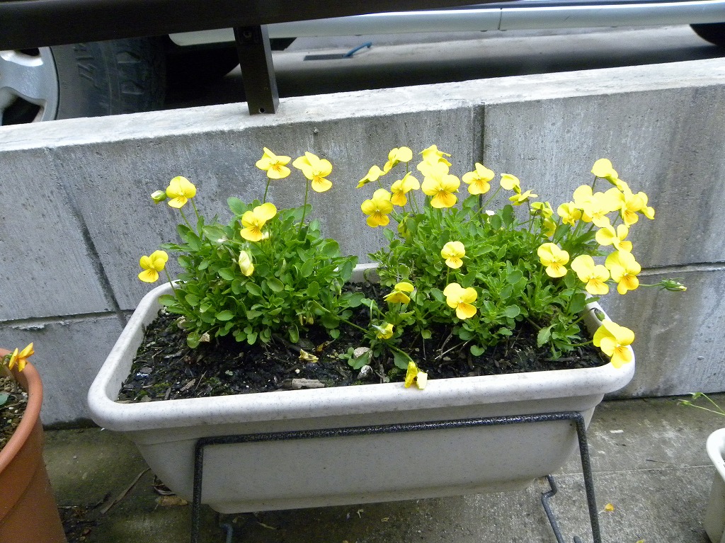 挿し芽のビオラとか 花咲く小庭