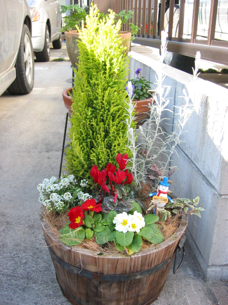 クリスマス寄せ植えはどうなったか 花咲く小庭