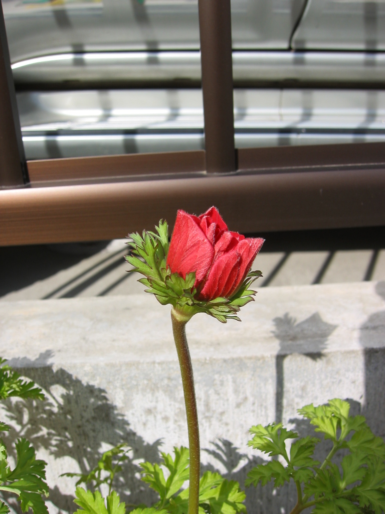 アネモネ ズ 花咲く小庭