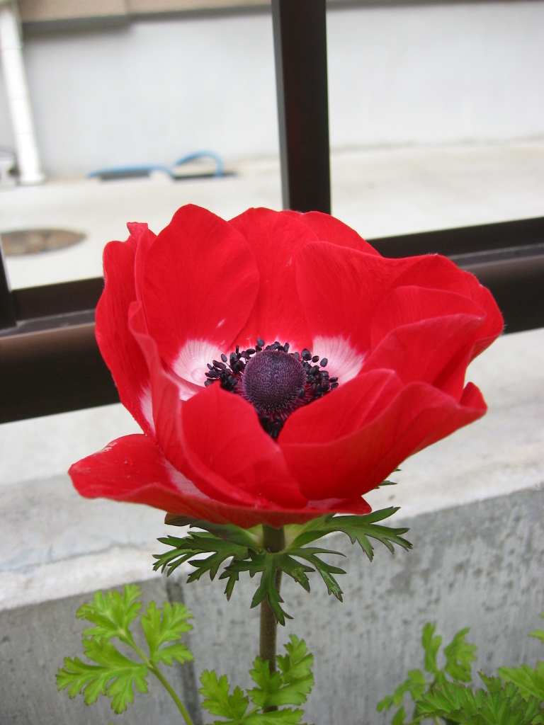 アネモネ ズ 花咲く小庭