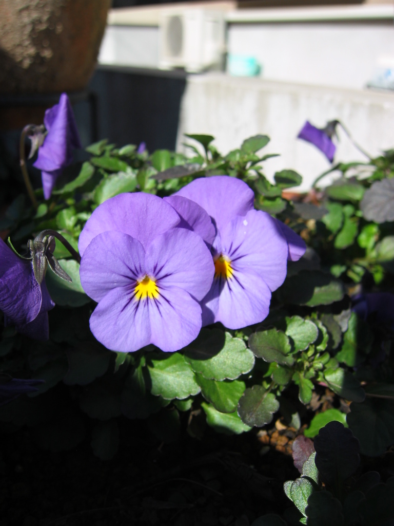ビオラ ズと挿し芽 ズ 花咲く小庭