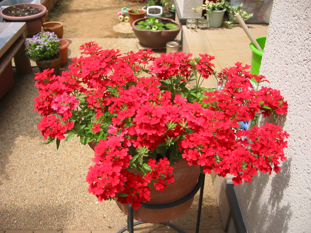ダリア 花咲く小庭