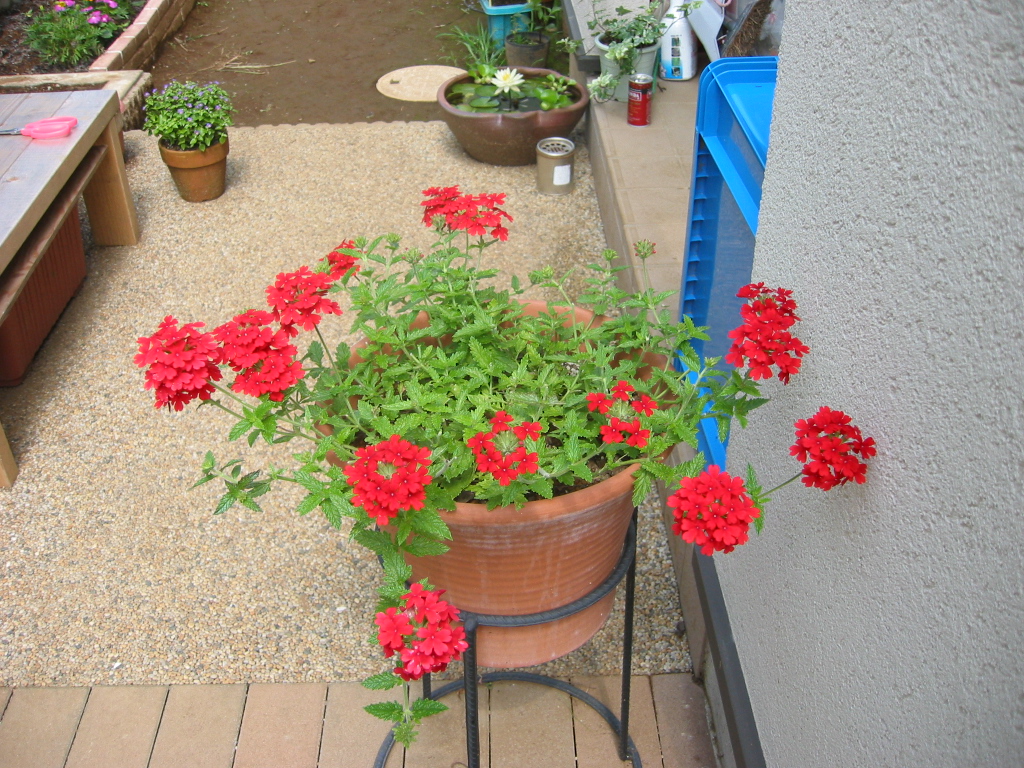 玄関前 花咲く小庭