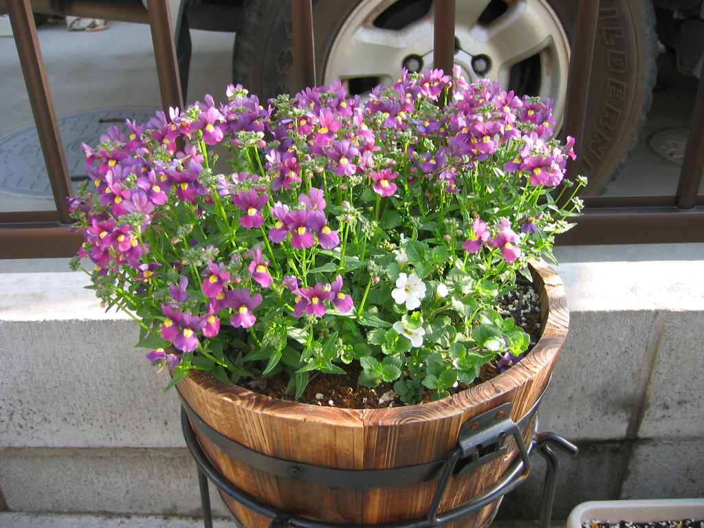 寄せ植えたちの春 花咲く小庭