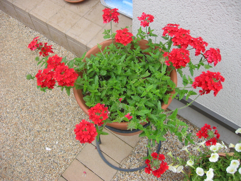花咲く小庭