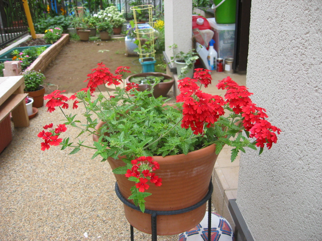 【2020年のベスト】 玄関 花 鉢植え 写真最高の壁紙