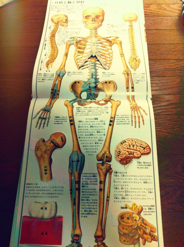 ヴィンテージ飛び出す絵本 人間の体 The Human Body 人体絵本: めくっ