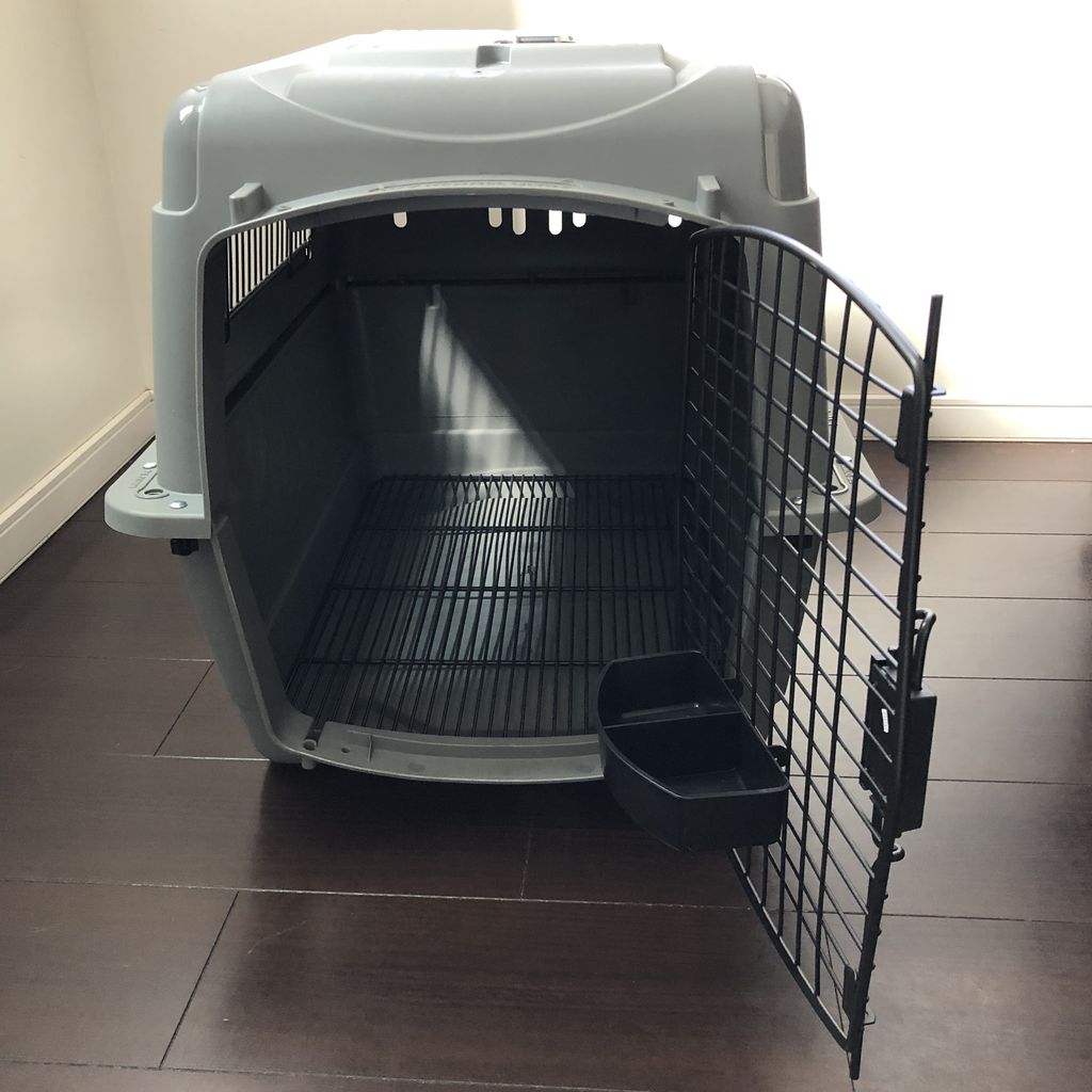 スカイケンネル 柴犬 小次郎