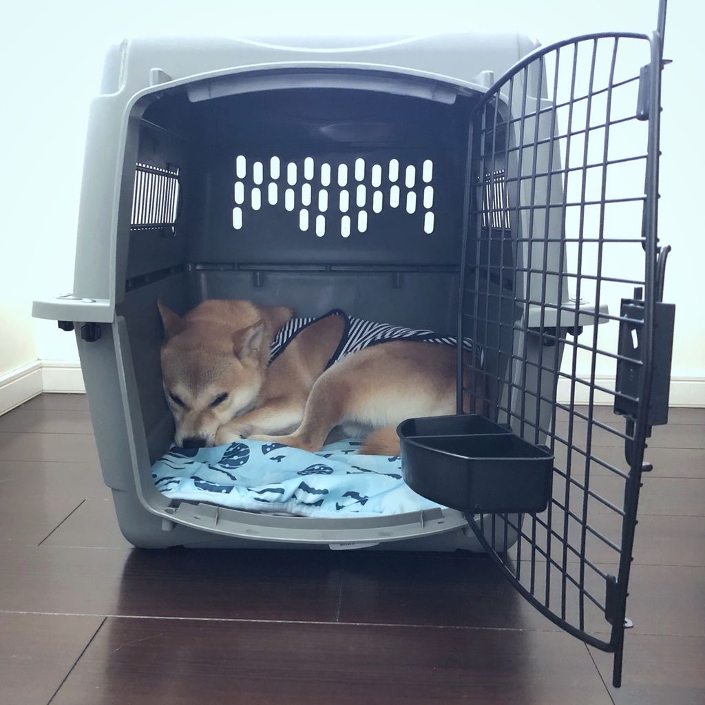 スカイケンネル 柴犬 小次郎 スカイケンネル 柴犬 小次郎