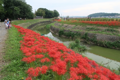 矢勝川の彼岸花 名古屋からの旅行記録 矢勝川の彼岸花 名古屋からの旅行記録