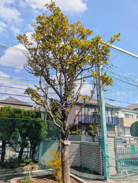 PXL_20260327_034442621.MP~2