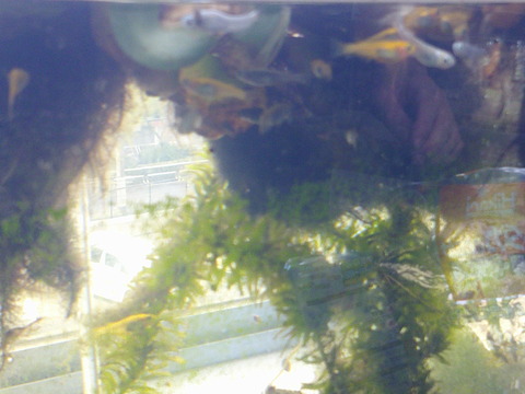 DSCF0011
