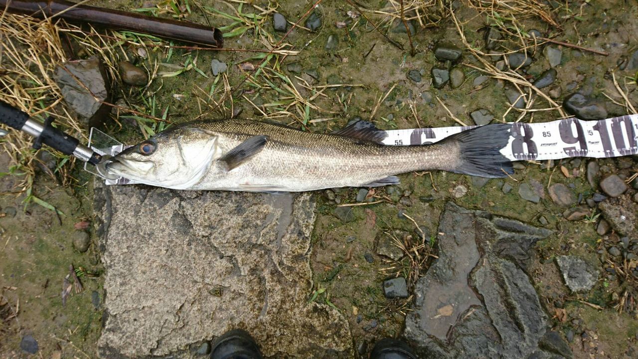 雨の日の釣行 ランカー出現 In 吉井川 シーバス 岡山のとある バス シーバス 釣り Blog