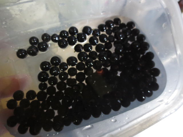 ナツハゼ やろっこはちまき 森づくり 森暮らし 雑木林で暮らす