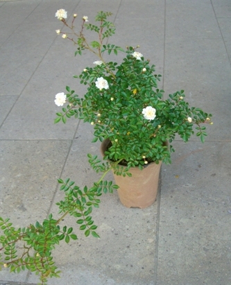 Keep Your Chin Up 丁子咲きテリハノイバラ