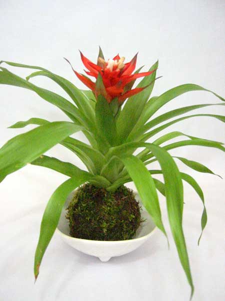 苔玉 グズマニア 苔玉は 苔玉屋blog