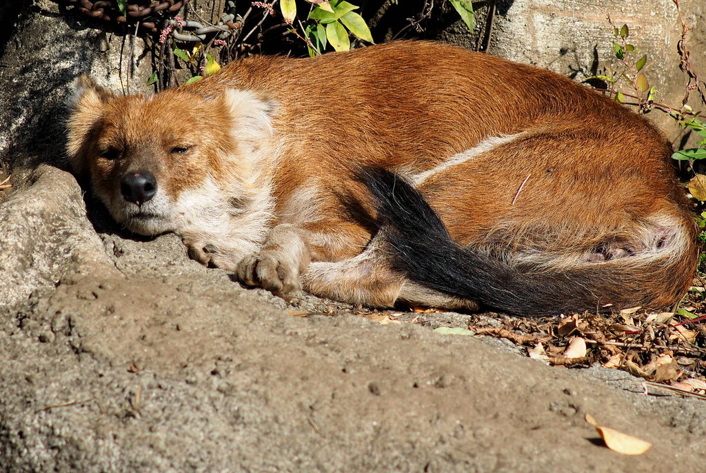 上野動物園で気になる動物 アカオオカミのドール 流山コロッケの写真ブログ