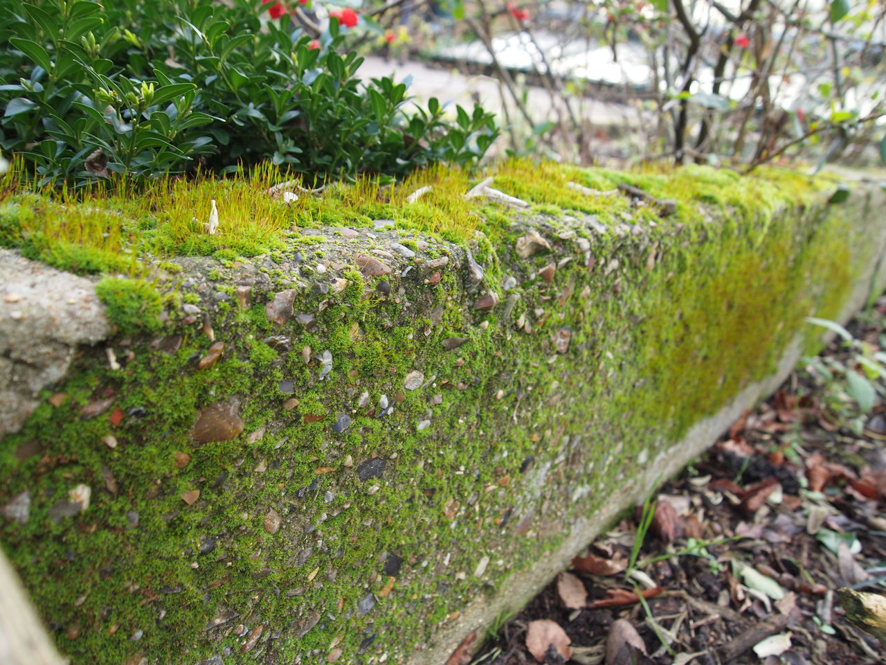 ３種のコケが地球を救う コケで壁面緑化しよう コケゆきてロンドン A Moss Lover In London