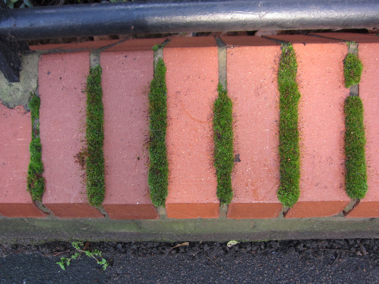 3種のコケが地球を救う コケで壁面緑化しよう コケゆきてロンドン A Moss Lover In London 3種のコケが地球を救う コケで壁面緑化しよう コケゆきてロンドン A Moss Lover In London