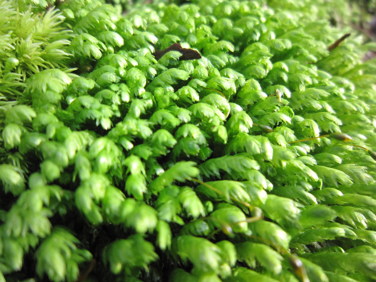 コケに学ぶ現代の生き方！好きなトコロで好きなように生きていく : コケゆきてロンドン。A moss lover in London!