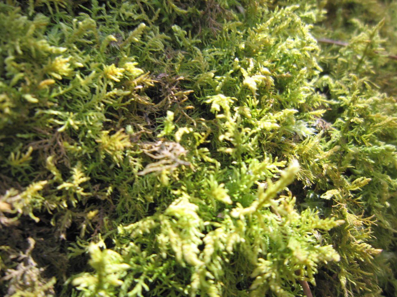 思い立ったが吉日 苔技術協会の基礎講座を受けてきたよ Part 1 コケゆきてロンドン A Moss Lover In London