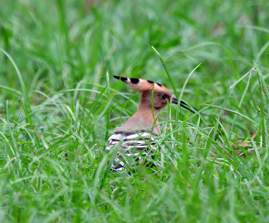 植物園 元気婆ちゃんiのblog