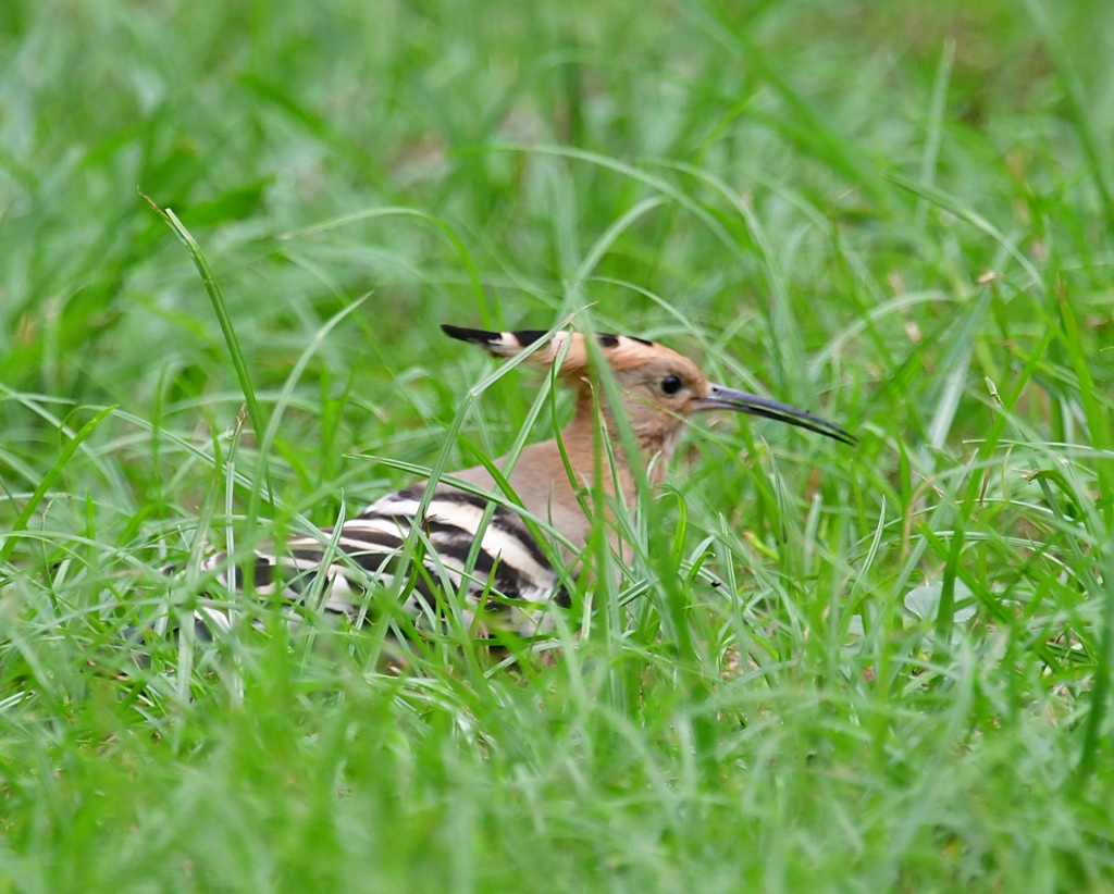 植物園 元気婆ちゃんiのblog
