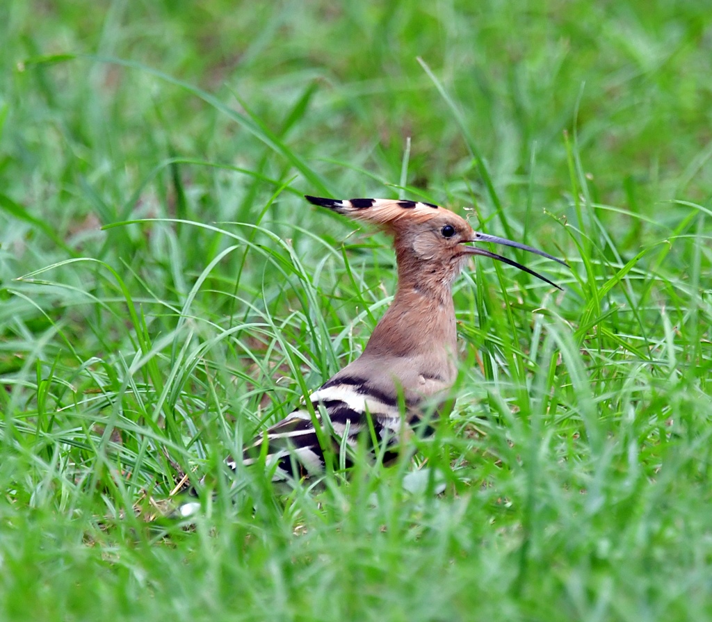 植物園 元気婆ちゃんiのblog