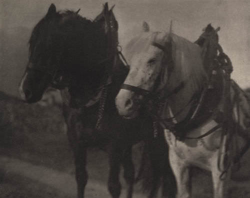 Horses