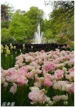 tulip6