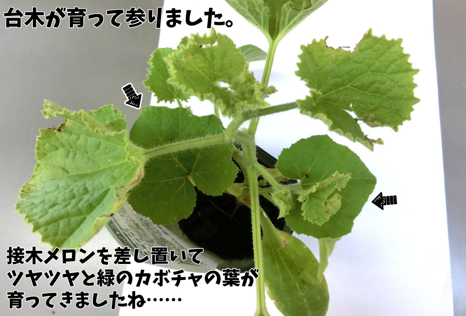 追記 メロンの接木苗 台木を育てていませんか 関西最大級の園芸会社 国華園 畑から台所まで