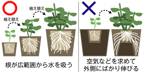 pot_1