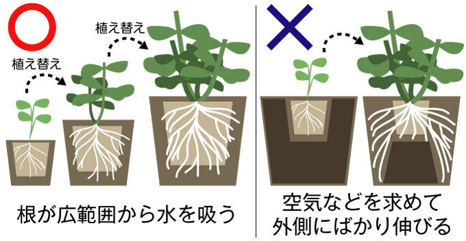 植木鉢の選び方 最適な大きさや素材など 関西最大級の園芸会社 国華園 畑から台所まで