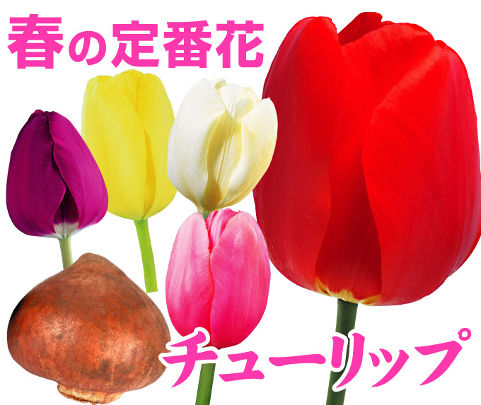 関西最大級の園芸会社 国華園 畑から台所まで 秋植え球根栽培 チューリップの育て方