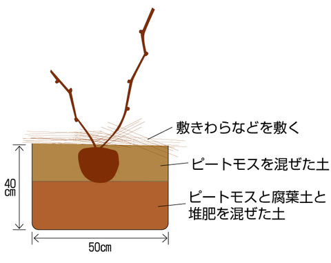 果樹栽培 果樹担当が教えるブルーベリーの育て方 関西最大級の園芸会社 国華園 畑から台所まで