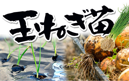 タマネギ苗の栽培 もう少しで定植時期です 関西最大級の園芸会社 国華園 畑から台所まで