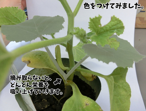 メロン台木成長中3jpg
