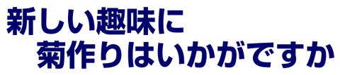 菊つくり